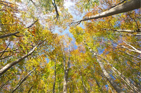 Beech forest Foto de stock - Sin royalties Premium, Código: 622-06548779