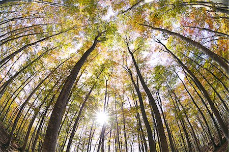 fisheye nature - Beech forest Stock Photo - Premium Royalty-Free, Code: 622-06548786