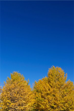 simsearch:622-06548793,k - Yellow leaves and blue sky Stock Photo - Premium Royalty-Free, Code: 622-06548789