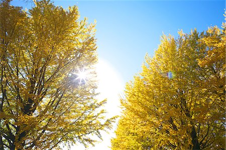 sun leaf - Yellow leaves and sunlight Foto de stock - Sin royalties Premium, Código: 622-06548790