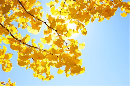 sun in the sky - Yellow leaves and sunlight Stock Photo - Premium Royalty-Free, Code: 622-06548791