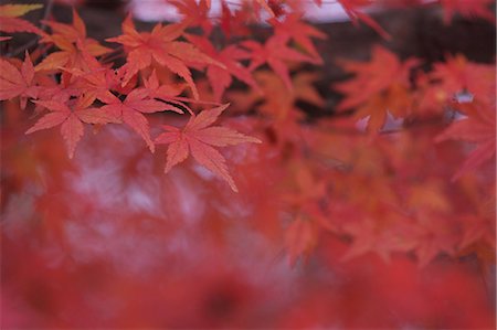 simsearch:622-08949323,k - Red maple leaves Stockbilder - Premium RF Lizenzfrei, Bildnummer: 622-06548792