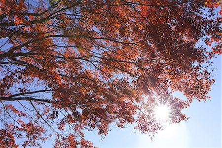 simsearch:622-06548793,k - Red maple leaves and sunlight Stock Photo - Premium Royalty-Free, Code: 622-06548807