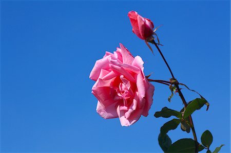 simsearch:622-06398168,k - Roses and blue sky Stockbilder - Premium RF Lizenzfrei, Bildnummer: 622-06548825