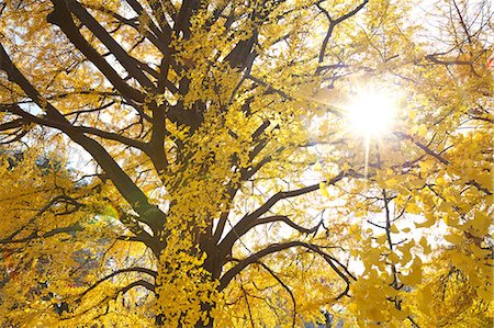 shinjuku district - Ginkgo Biloba trees Foto de stock - Sin royalties Premium, Código: 622-06548826