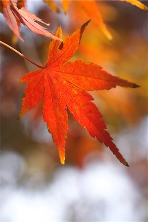 shinjuku district - Red maple leaf Foto de stock - Sin royalties Premium, Código: 622-06548829