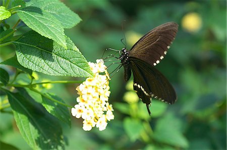 simsearch:622-07108699,k - Swallowtail butterfly Photographie de stock - Premium Libres de Droits, Code: 622-06548835