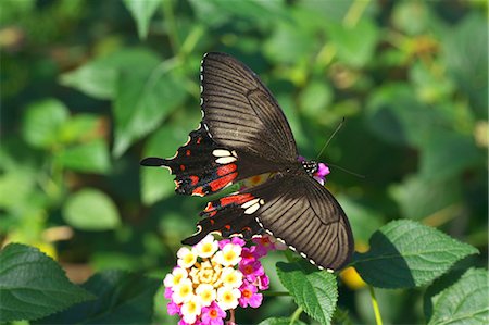simsearch:622-07108699,k - Swallowtail butterfly Foto de stock - Sin royalties Premium, Código: 622-06548837