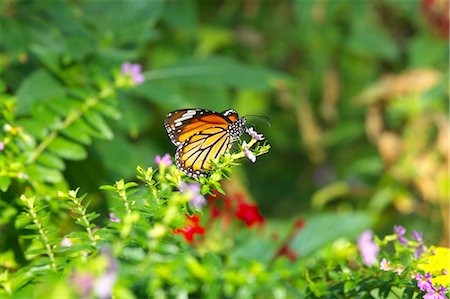 Common Tiger butterfly Foto de stock - Sin royalties Premium, Código: 622-06548839