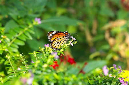 simsearch:622-07760655,k - Common Tiger butterfly Fotografie stock - Premium Royalty-Free, Codice: 622-06548839