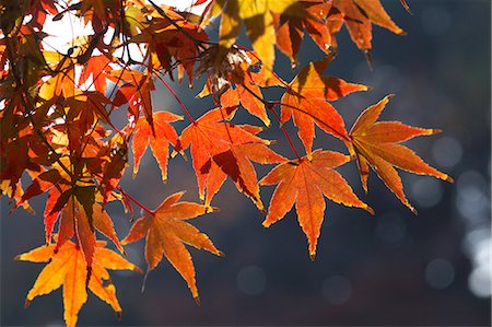 shinjuku - Red maple leaves Stock Photo - Premium Royalty-Free, Code: 622-06548831