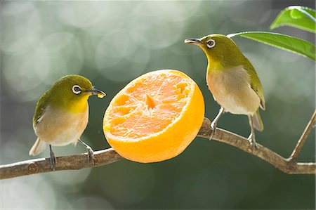 Japanese White Eye birds and tangerine Foto de stock - Sin royalties Premium, Código: 622-06548969