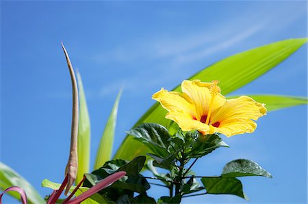 single coconut tree picture - Yellow hibiscus flower Stock Photo - Premium Royalty-Free, Code: 622-06548982