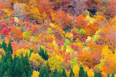 Autumn colors, Akita Prefecture Foto de stock - Royalty Free Premium, Número: 622-06549002