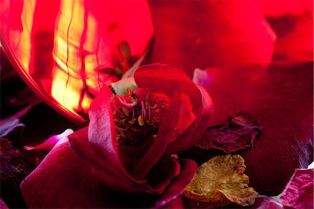 pot-pourri - Potpourri of roses Fotografie stock - Premium Royalty-Free, Codice: 622-06549015