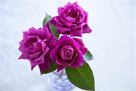 Dark pink roses Photographie de stock - Premium Libres de Droits, Code: 622-06549028