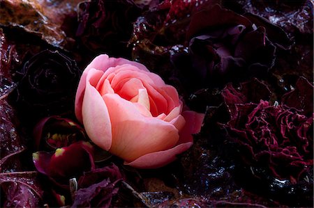pot-pourri - Potpourri and pink rose Fotografie stock - Premium Royalty-Free, Codice: 622-06549029