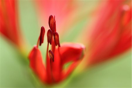 stamen - Amaryllidaceae Stock Photo - Premium Royalty-Free, Code: 622-06549059