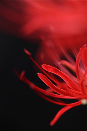 flower on black background - Amaryllidaceae Photographie de stock - Premium Libres de Droits, Code: 622-06549067