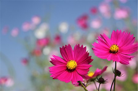 flower bud - Cosmos Stock Photo - Premium Royalty-Free, Code: 622-06549080