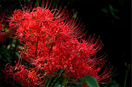 Amaryllidaceae Photographie de stock - Premium Libres de Droits, Code: 622-06549082