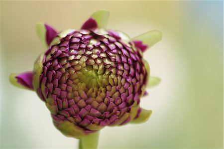 Dahlia Stock Photo - Premium Royalty-Free, Code: 622-06549098