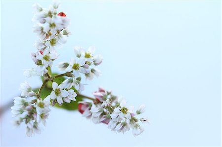 Buckwheat flowers Photographie de stock - Premium Libres de Droits, Code: 622-06549118