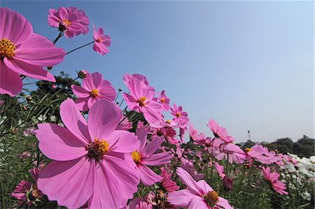 Cosmos Stockbilder - Premium RF Lizenzfrei, Bildnummer: 622-06549134