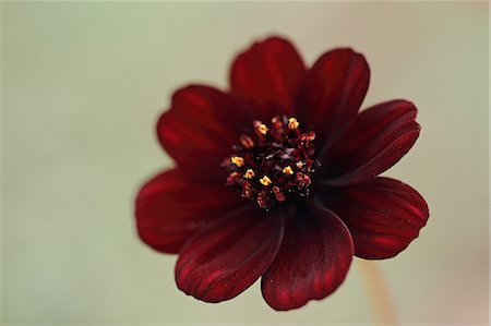 Chocolate cosmos Foto de stock - Sin royalties Premium, Código: 622-06549140