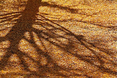 Tree shadow and yellow leaves Stock Photo - Premium Royalty-Free, Code: 622-06549156