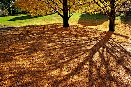 fall leaves on ground - Tree shadows and yellow leaves Stock Photo - Premium Royalty-Free, Code: 622-06549158