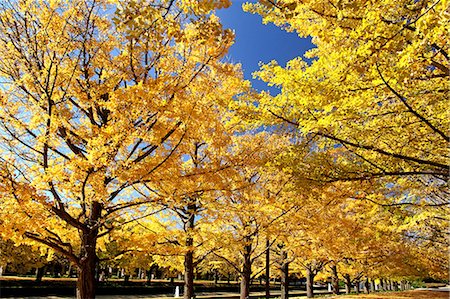 park light - Ginkgo Biloba trees Stock Photo - Premium Royalty-Free, Code: 622-06549153