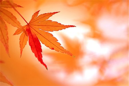 Red maple leaves Photographie de stock - Premium Libres de Droits, Code: 622-06549185