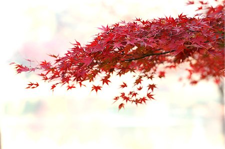 simsearch:622-06549022,k - Red maple leaves Stock Photo - Premium Royalty-Free, Code: 622-06549187