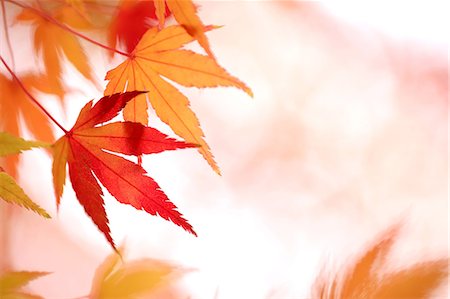 red maple - Red maple leaves Stock Photo - Premium Royalty-Free, Code: 622-06549183