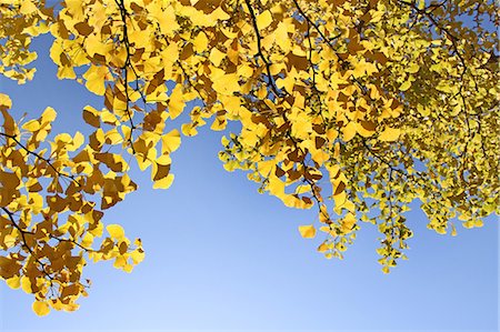 simsearch:622-06809275,k - Yellow leaves and blue sky Photographie de stock - Premium Libres de Droits, Code: 622-06549209