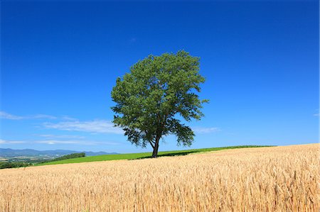 The tree of Philosophy, Hokkaido Foto de stock - Sin royalties Premium, Código: 622-06549224