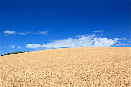 farm grass - Wheat field and blue sky with clouds Stock Photo - Premium Royalty-Free, Code: 622-06549226
