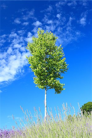 With birch tree and blue sky with clouds Stockbilder - Premium RF Lizenzfrei, Bildnummer: 622-06549221
