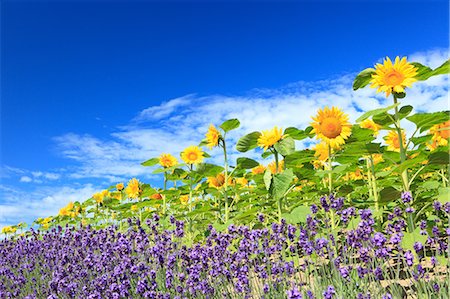 simsearch:622-06548840,k - Sunflowers lavender and blue sky with clouds Photographie de stock - Premium Libres de Droits, Code: 622-06549236