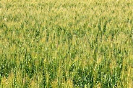 ear (plant) - Wheat field Stock Photo - Premium Royalty-Free, Code: 622-06549230