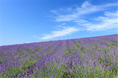 simsearch:622-06842392,k - Lavender field and blue sky with clouds Photographie de stock - Premium Libres de Droits, Code: 622-06549231