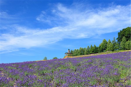 simsearch:859-09192840,k - Lavender field and blue sky with clouds Stock Photo - Premium Royalty-Free, Code: 622-06549232