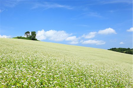 simsearch:859-08359200,k - Flower field and blue sky with clouds Stock Photo - Premium Royalty-Free, Code: 622-06549240
