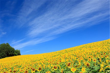 simsearch:622-07118049,k - Sunflower field and blue sky with clouds Stock Photo - Premium Royalty-Free, Code: 622-06549243