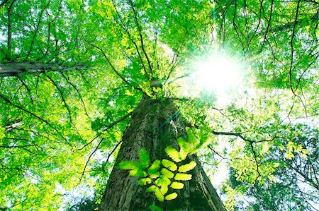 shower outdoor nobody - Sequoia tree Stock Photo - Premium Royalty-Free, Code: 622-06549282