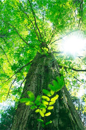 shower outdoor nobody - Sequoia tree Stock Photo - Premium Royalty-Free, Code: 622-06549283