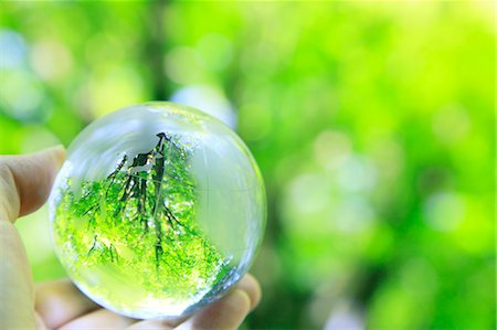 earth with sprout - Glass globe Stock Photo - Premium Royalty-Free, Code: 622-06549303