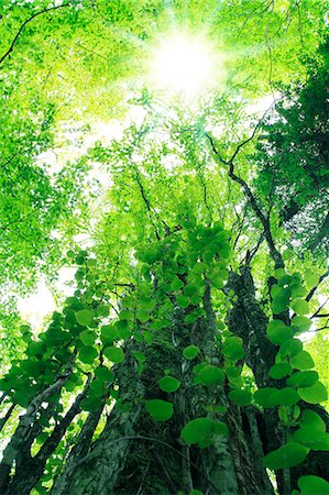 shower outdoor nobody - Trees and sunlight Stock Photo - Premium Royalty-Free, Code: 622-06549312