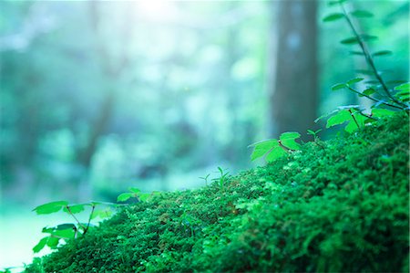 Green leaves and moss Photographie de stock - Premium Libres de Droits, Code: 622-06549352